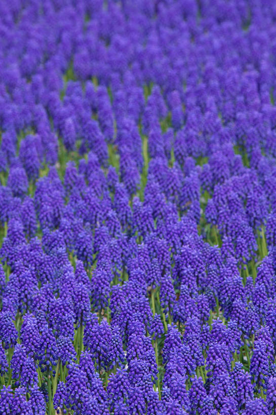 无人,竖图,俯视,室外,特写,白天,爱情,旅游,度假,花海,花圃,美景,植物,叶子,许多,阴影,朦胧,模糊,盛开,光线,影子,景观,很多,花蕾,娱乐,花,花瓣,花朵,花卉,鲜花,绿色,紫色,阳光,自然,花丛,花束,花田,花苞,花蕊,享受,休闲,景色,放松,悲伤,忧郁,自然风光,蓝壶花,蓝瓶花,葡萄百合,葡萄风信子,葡萄麝香兰,葡萄水仙,妒忌,彩图,高角度拍摄