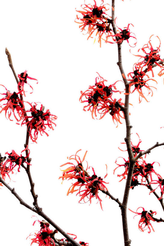 无人,竖图,室内,特写,白天,白色背景,正面,许多,阴影,盛开,反射,影子,枝条,很多,花蕾,花,花瓣,花朵,鲜花,树枝,红色,白色,花苞,花蕊,摄影,影棚,灵感,金缕梅,木里香,牛踏果,虬枝,枝杈,彩图,影棚拍摄,拍摄,北美金缕梅,维吉尼亚金缕梅