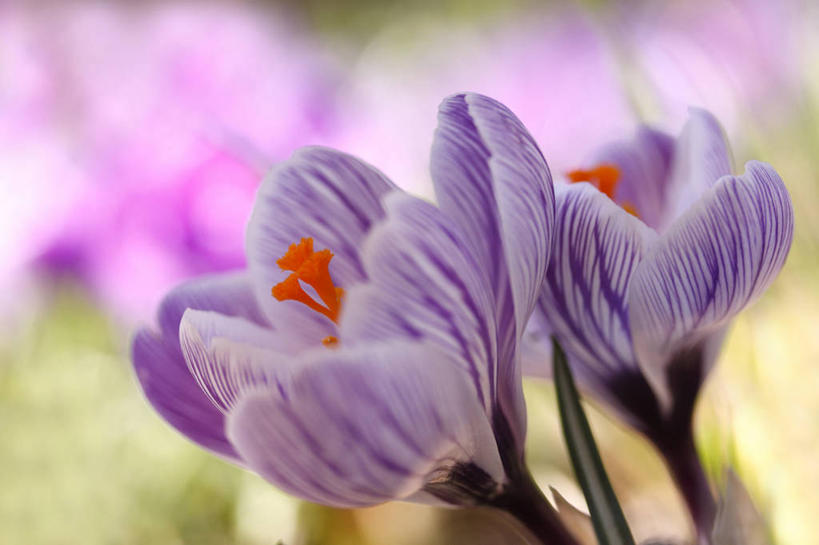 无人,花园,横图,室外,特写,白天,正面,快乐,花圃,美景,阴影,朦胧,模糊,光线,影子,景观,藏红花,两朵,紫色,阳光,自然,景色,保护,番红花,自然风光,西红花,小花园,彩图