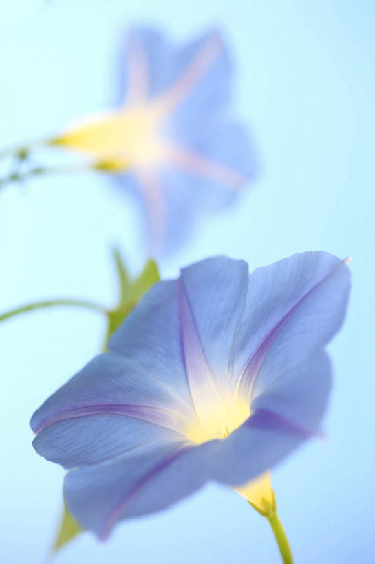 无人,竖图,室内,特写,白天,正面,爱情,喇叭花,阴影,蓝色背景,盛开,反射,影子,花蕾,花,花瓣,花朵,鲜花,两朵,蓝色,花苞,花蕊,摄影,影棚,虚幻,牵牛,牵牛子,勤娘子,朝颜花,冷静,牵牛花,彩图,影棚拍摄,拍摄,朝颜