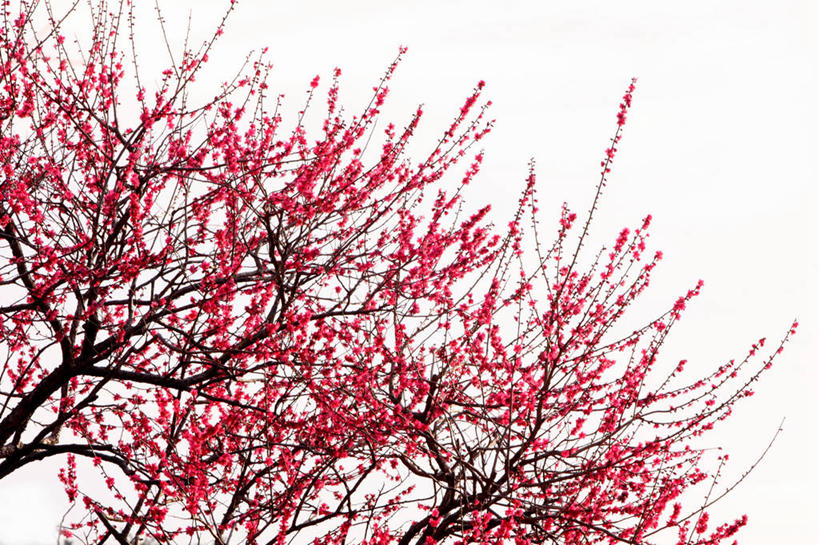 无人,横图,室内,特写,白天,白色背景,正面,许多,阴影,盛开,反射,影子,梅花,枝条,很多,花蕾,花,花瓣,花朵,鲜花,树枝,红色,白色,花苞,花蕊,摄影,影棚,高雅,坚强,虬枝,枝杈,春梅,梅,彩图,影棚拍摄,拍摄