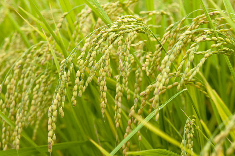 无人,农田,横图,室外,特写,白天,正面,庄稼,农作物,小麦,美景,爱知县,日本,亚洲,许多,阴影,朦胧,模糊,光线,影子,景观,谷物,很多,麦田,阳光,自然,景色,麦子,自然风光,东亚,本州,本州岛,日本国,中部地方,爱知,彩图,耕地,庄稼田