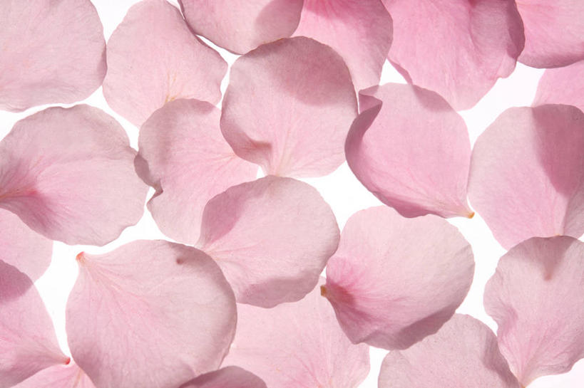 无人,横图,室内,特写,白天,白色背景,正面,一堆,许多,阴影,堆叠,堆积,盛开,反射,影子,梅花,很多,花蕾,花,花瓣,花朵,鲜花,粉色,白色,花苞,花蕊,摄影,影棚,堆,高雅,坚强,春梅,梅,彩图,影棚拍摄,拍摄