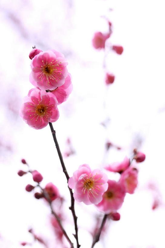 无人,竖图,室内,特写,白天,白色背景,正面,许多,阴影,朦胧,模糊,盛开,反射,影子,梅花,枝条,很多,花蕾,花,花瓣,花朵,鲜花,树枝,红色,白色,花苞,花蕊,摄影,影棚,高雅,坚强,虬枝,枝杈,春梅,梅,彩图,影棚拍摄,拍摄
