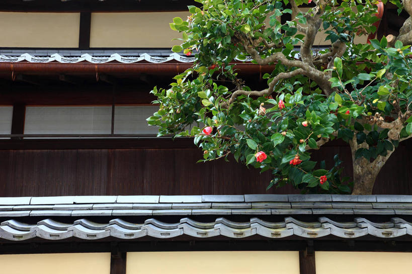 无人,家,横图,室外,白天,正面,度假,建材,美景,植物,城市风光,城市,建筑,爱媛县,日本,亚洲,阴影,盛开,光线,材料,瓦片,影子,砖,砖块,房屋,屋子,景观,花蕾,瓦,娱乐,楼房,住宅,花,花瓣,花朵,鲜花,树,树木,绿色,阳光,自然,花苞,花蕊,享受,休闲,砖头,景色,放松,建造,生长,成长,东亚,屋瓦,日本国,爱媛,四国地方,四国,四国岛,石料,彩图,房子,砌墙砖