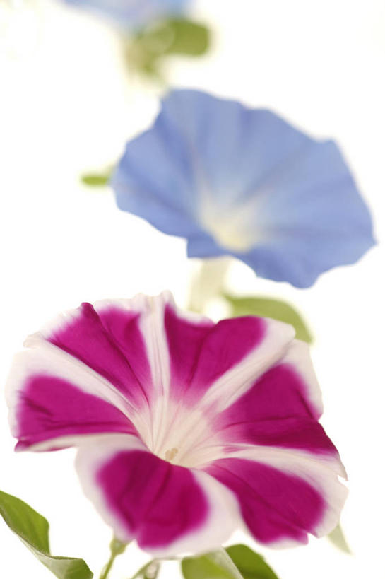 无人,竖图,室内,特写,白天,白色背景,正面,爱情,喇叭花,阴影,朦胧,模糊,盛开,反射,影子,花蕾,花,花瓣,花朵,鲜花,两朵,蓝色,紫色,白色,花苞,花蕊,摄影,影棚,虚幻,牵牛,牵牛子,勤娘子,朝颜花,冷静,牵牛花,彩图,影棚拍摄,拍摄,朝颜