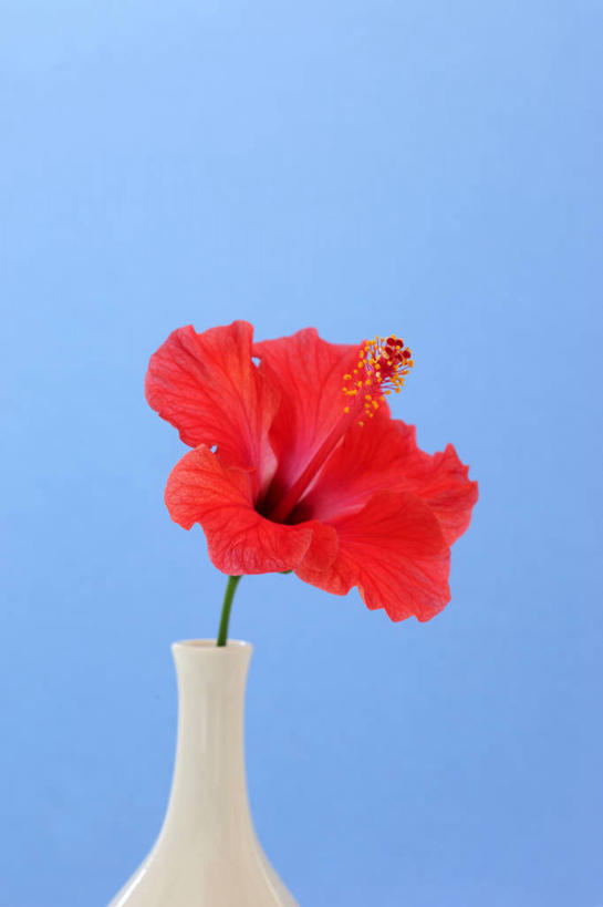 无人,竖图,室内,特写,白天,正面,花瓶,阴影,蓝色背景,盛开,反射,影子,陶瓷,木槿,木槿花,陶瓷制品,美丽,花蕾,花,花瓣,花朵,鲜花,一朵,一个,红色,蓝色,白色,瓶子,花苞,花蕊,摄影,影棚,单个,坚韧,永恒,质朴,无穷花,彩图,影棚拍摄,拍摄