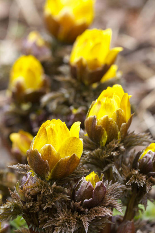 无人,竖图,俯视,室外,特写,白天,幸福,美景,四朵,阴影,朦胧,模糊,盛开,光线,影子,景观,花蕾,花,花瓣,花朵,鲜花,黄色,阳光,自然,花苞,花蕊,景色,吉祥,自然风光,如意,冰里花,冰凉花,冰了花,冰凌花,冰溜花,侧金盏花,金盅花,彩图,高角度拍摄