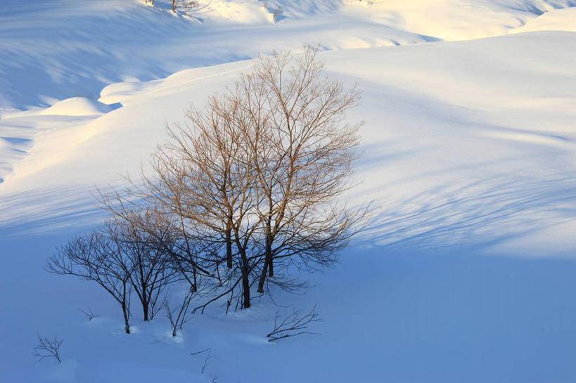 无人,横图,俯视,室外,白天,旅游,度假,美景,雪,植物,大雪,长野县,日本,亚洲,阴影,光线,影子,积雪,景观,雪景,冬季,冬天,娱乐,树,树木,绿色,阳光,自然,享受,休闲,景色,放松,寒冷,生长,成长,自然风光,东亚,本州,本州岛,日本国,中部地方,长野,严寒,北安,北安昙郡,彩图,高角度拍摄,白马村