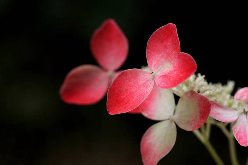 无人,横图,室内,特写,白天,正面,刺绣,许多,阴影,黑色背景,朦胧,模糊,艺术,盛开,反射,影子,手工艺品,很多,花蕾,文化,花,花瓣,花朵,鲜花,红色,黑色,工艺品,花苞,花蕊,摄影,影棚,高雅,自信心,品位,绣球,彩图,影棚拍摄,拍摄,女红,针绣,针黹,黹,彩绣