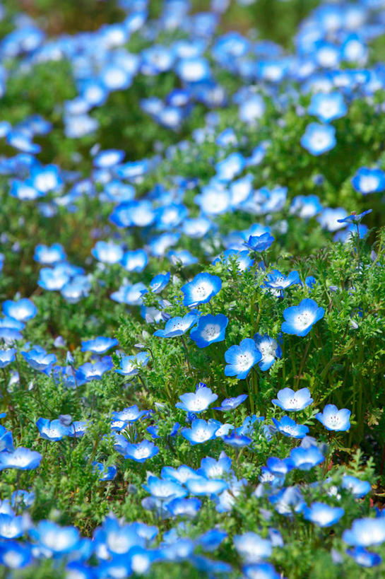 无人,竖图,俯视,室外,特写,白天,花海,花圃,美景,植物,叶子,日本,亚洲,许多,阴影,朦胧,模糊,盛开,光线,影子,景观,粉蝶花,喜林草,很多,花蕾,花,花瓣,花朵,花卉,鲜花,蓝色,绿色,阳光,自然,花丛,花束,花田,花苞,花蕊,景色,自然风光,东亚,本州,茨城,茨城县,关东地方,本州岛,日本国,彩图,高角度拍摄,幌菊,琉璃唐草