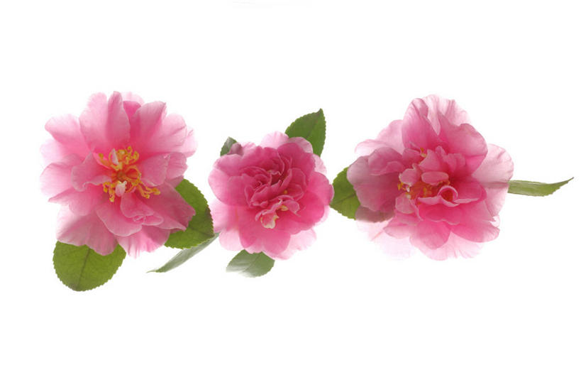 无人,花园,横图,室内,特写,白天,白色背景,正面,花圃,山茶花,三朵,阴影,反射,影子,粉色,白色,摄影,影棚,玉茗花,耐冬,海石榴,茶梅,茶花,小花园,彩图,影棚拍摄,拍摄