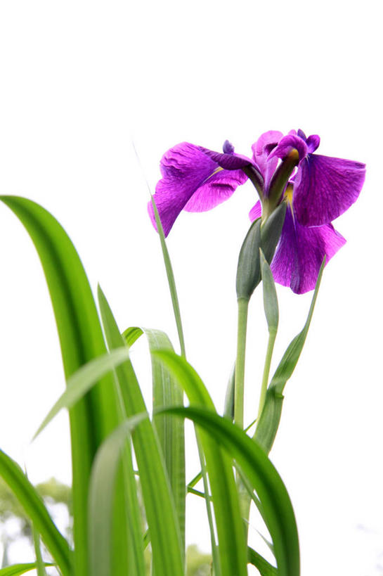 无人,竖图,室内,特写,白天,白色背景,正面,爱情,友谊,叶子,阴影,盛开,反射,影子,鸢尾花,绿叶,花蕾,花,花瓣,花朵,鲜花,一朵,紫色,白色,花苞,花蕊,嫩叶,摄影,影棚,鸢尾,紫蝴蝶,蓝蝴蝶,扁竹花,叶,叶片,彩图,影棚拍摄,拍摄,爱丽丝,爱丽丝花