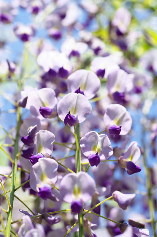 无人,竖图,室外,特写,白天,正面,美景,许多,阴影,朦胧,模糊,盛开,光线,影子,景观,紫藤,很多,花蕾,花,花瓣,花朵,鲜花,紫色,阳光,自然,花苞,花蕊,景色,自然风光,朱藤,藤萝,招藤,招豆藤,彩图,多花紫藤,日本紫藤