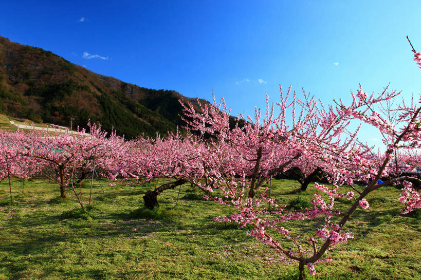 无人,横图,室外,白天,正面,旅游,度假,草地,草坪,美景,山,山脉,植物,李子,日本,亚洲,许多,阴影,盛开,光线,影子,景观,山峰,云,云朵,山峦,很多,花蕾,云彩,娱乐,草,花,花瓣,花朵,鲜花,树,树木,粉色,蓝色,绿色,白云,蓝天,天空,阳光,自然,群山,天,花苞,花蕊,享受,休闲,景色,放松,生长,晴朗,成长,自然风光,东亚,本州,本州岛,日本国,中部地方,山梨,山梨县,红李,鸡血李,杏李,晴空,彩图,甲州市