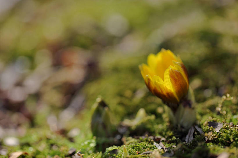 无人,横图,室外,特写,白天,正面,幸福,草地,草坪,美景,植物,阴影,朦胧,模糊,盛开,光线,影子,景观,花蕾,草,花,花瓣,花朵,鲜花,一朵,黄色,绿色,阳光,自然,花苞,花蕊,景色,吉祥,自然风光,如意,冰里花,冰凉花,冰了花,冰凌花,冰溜花,侧金盏花,金盅花,彩图