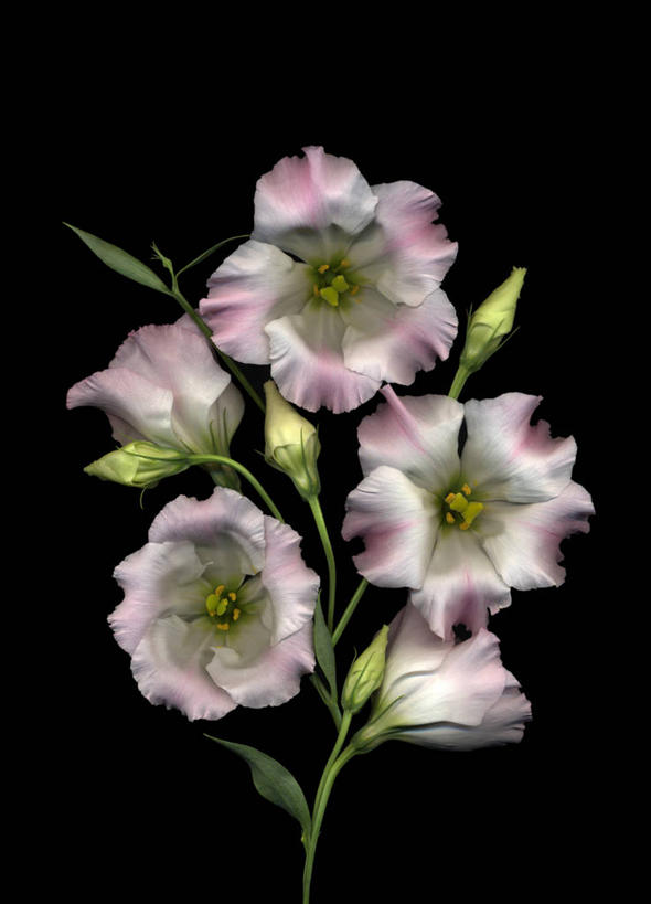 无人,竖图,室内,特写,白天,正面,五朵,阴影,黑色背景,盛开,反射,影子,花蕾,花,花瓣,花朵,鲜花,粉色,黑色,花苞,花蕊,摄影,影棚,桔梗花,僧冠帽,草原龙胆,感动,六角荷,永恒,梗草,洋桔梗,彩图,影棚拍摄,拍摄