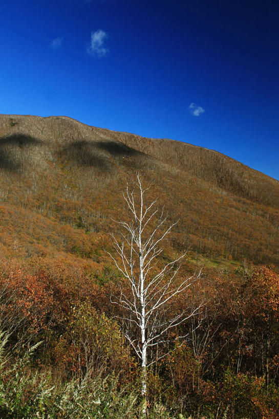 无人,竖图,室外,白天,仰视,旅游,度假,美景,树林,植物,叶子,北海道,日本,亚洲,许多,阴影,光线,影子,景观,云,云朵,枯叶,落叶,很多,云彩,娱乐,树,树木,黄色,蓝色,绿色,白云,蓝天,天空,阳光,自然,天,享受,休闲,景色,放松,生长,晴朗,成长,自然风光,东亚,日本国,北海道地方,北海道岛,叶,叶片,晴空,彩图,低角度拍摄,河东郡,鹿追町,带广,带广市,十胜支厅