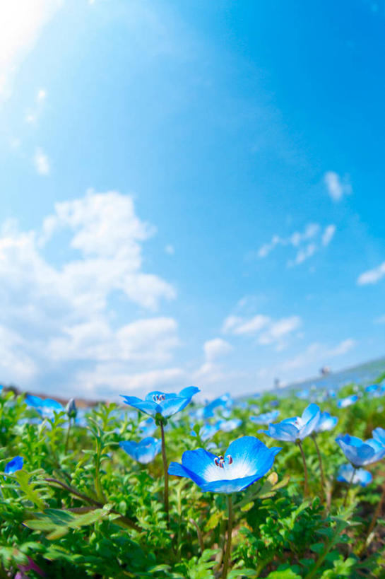 无人,竖图,室外,白天,广角镜头,鱼眼镜头,仰视,旅游,度假,草地,草坪,花海,花圃,美景,植物,叶子,许多,阴影,朦胧,模糊,盛开,光线,影子,景观,云,云朵,粉蝶花,喜林草,很多,花蕾,云彩,娱乐,草,花,花瓣,花朵,花卉,鲜花,蓝色,绿色,白云,蓝天,天空,阳光,自然,花丛,花束,花田,天,花苞,花蕊,享受,休闲,景色,放松,晴朗,自然风光,晴空,彩图,低角度拍摄,幌菊,琉璃唐草