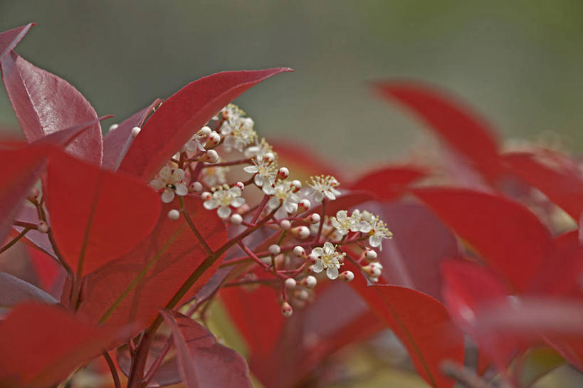 无人,横图,室外,特写,白天,正面,美景,秋季,叶子,许多,阴影,朦胧,模糊,盛开,光线,影子,景观,枯叶,落叶,很多,花蕾,花,花瓣,花朵,鲜花,红色,白色,阳光,自然,花苞,花蕊,景色,庄重,自然风光,威严,扇骨木,石南,石南花,石楠,石楠花,孤独,叶,叶片,秋,秋天,彩图