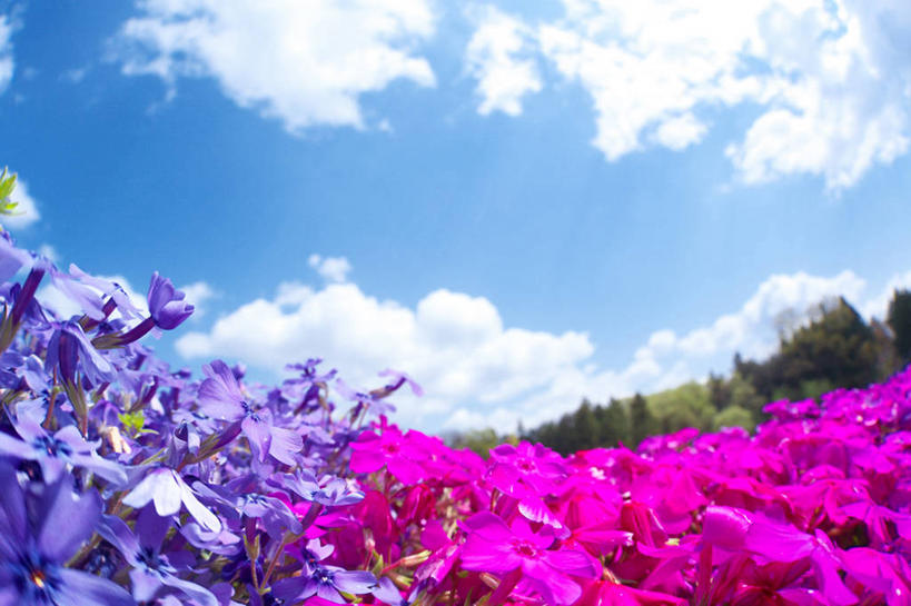 无人,横图,室外,特写,白天,广角镜头,鱼眼镜头,仰视,草地,草坪,花海,花圃,美景,植物,叶子,日本,亚洲,许多,阴影,朦胧,模糊,盛开,光线,影子,景观,云,云朵,很多,花蕾,云彩,草,花,花瓣,花朵,花卉,鲜花,树,树木,红色,蓝色,绿色,紫色,白云,蓝天,天空,阳光,自然,花丛,花束,花田,天,花苞,花蕊,景色,生长,晴朗,成长,自然风光,东亚,本州,关东地方,本州岛,日本国,崎玉,崎玉县,福乐花,福禄花,福禄考,晴空,彩图,低角度拍摄,丛生福禄考,禄考,铺地之樱,针叶福禄考,针叶天蓝绣球