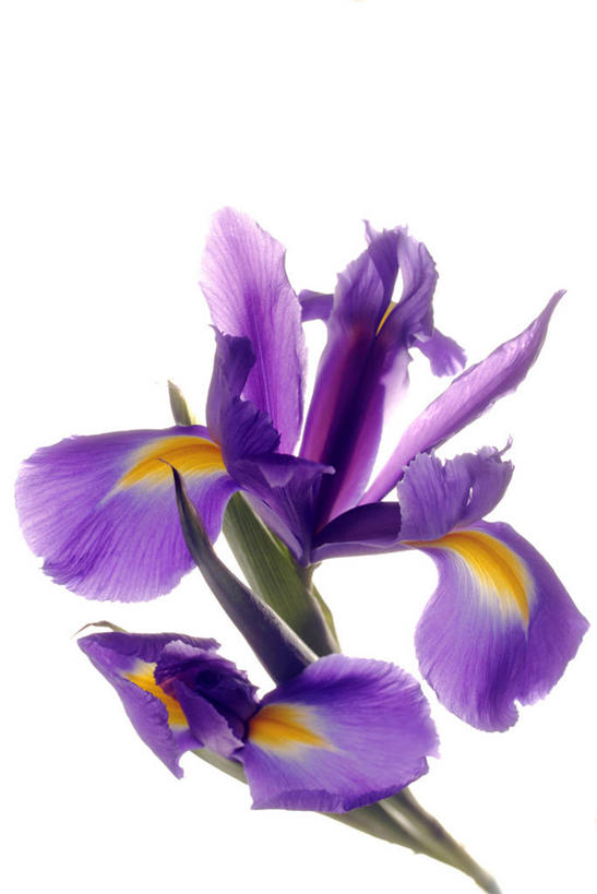 无人,竖图,室内,特写,白天,白色背景,正面,爱情,友谊,许多,阴影,盛开,反射,影子,鸢尾花,很多,花蕾,花,花瓣,花朵,鲜花,蓝色,白色,花苞,花蕊,摄影,影棚,鸢尾,紫蝴蝶,蓝蝴蝶,扁竹花,日本鸢尾,彩图,影棚拍摄,拍摄,爱丽丝,爱丽丝花