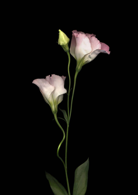 无人,竖图,室内,特写,白天,正面,阴影,黑色背景,盛开,反射,影子,风铃草,花蕾,花,花瓣,花朵,鲜花,两朵,粉色,黑色,花苞,花蕊,摄影,影棚,访问,蓝铃花,蓝铃草,彩图,影棚拍摄,拍摄