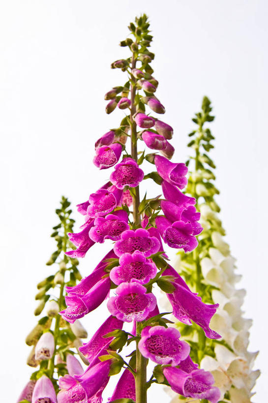 无人,竖图,室内,特写,白天,白色背景,正面,许多,阴影,盛开,反射,影子,很多,花蕾,花,花瓣,花朵,鲜花,紫色,白色,花苞,花蕊,摄影,影棚,毛地黄,指顶花,心脏草,洋地黄,热爱,彩图,影棚拍摄,拍摄