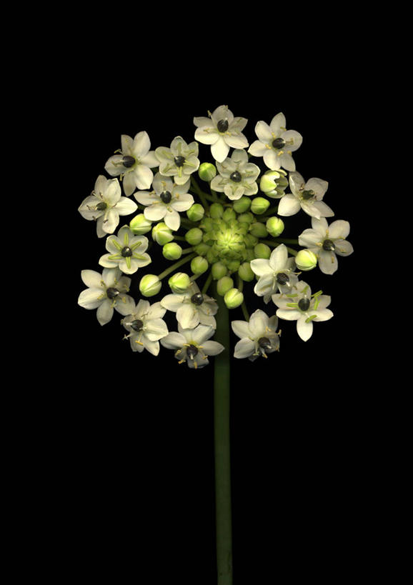 无人,竖图,室内,特写,白天,正面,许多,阴影,黑色背景,盛开,反射,影子,很多,花蕾,花,花瓣,花朵,鲜花,黄色,黑色,花苞,花蕊,摄影,影棚,虎眼万年青,海葱,葫芦兰,鸟乳花,玻璃球花,彩图,影棚拍摄,拍摄