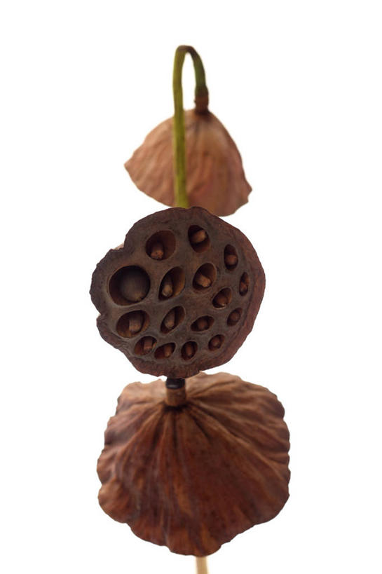 无人,竖图,室内,特写,白天,白色背景,正面,阴影,枯萎,反射,影子,三个,白色,摄影,莲蓬,影棚,莲蓬子,莲子肉,死亡,枯败,彩图,影棚拍摄,拍摄