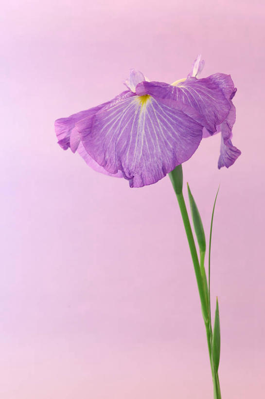 无人,竖图,室内,特写,白天,正面,爱情,友谊,阴影,粉色背景,盛开,反射,影子,鸢尾花,花蕾,花,花瓣,花朵,鲜花,一朵,粉色,紫色,花苞,花蕊,摄影,影棚,鸢尾,紫蝴蝶,蓝蝴蝶,扁竹花,彩图,影棚拍摄,拍摄,爱丽丝,爱丽丝花