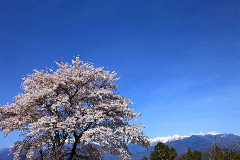 无人,横图,室外,白天,正面,旅游,度假,幸福,纯洁,美景,山,山脉,树林,植物,樱花,长野县,日本,亚洲,许多,阴影,盛开,光线,影子,景观,山峰,山峦,很多,花蕾,娱乐,花,花瓣,花朵,鲜花,树,树木,粉色,蓝色,绿色,蓝天,天空,阳光,自然,群山,天,花苞,花蕊,享受,休闲,景色,放松,生长,晴朗,成长,等待,生命,自然风光,东亚,本州,万里无云,本州岛,日本国,中部地方,长野,仙樱花,福岛樱,青肤樱,高尚,热烈,驹根市,晴空,晴空万里,荆桃,彩图