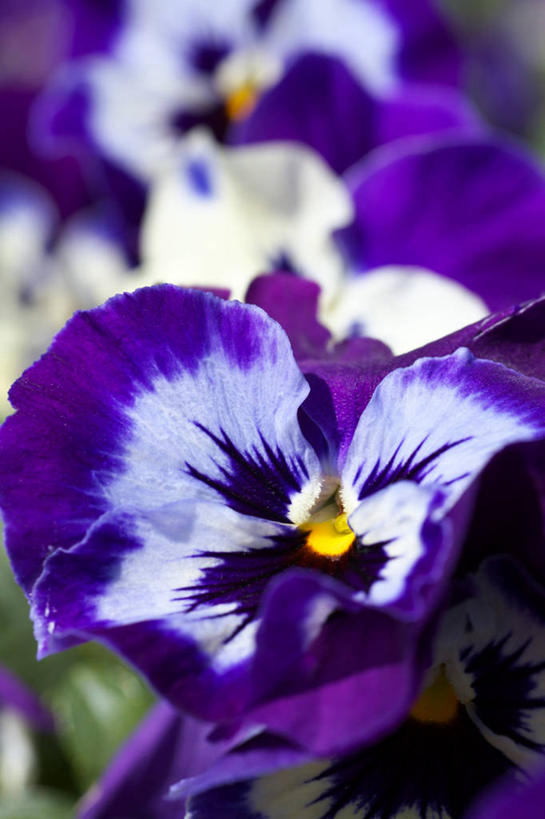 无人,竖图,室外,特写,白天,正面,美景,阴影,朦胧,模糊,盛开,光线,影子,景观,三色堇,花蕾,花,花瓣,花朵,鲜花,两朵,紫色,阳光,自然,蝴蝶花,花苞,花蕊,景色,自然风光,三色堇菜,人面花,猫脸花,阳蝶花,鬼脸花,猫儿脸,彩图