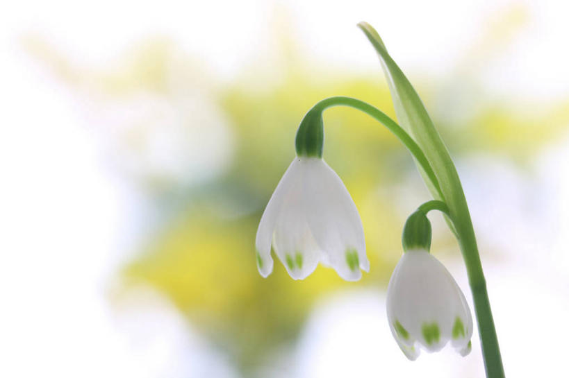 无人,横图,室外,特写,白天,正面,美景,阴影,朦胧,模糊,盛开,光线,影子,景观,花蕾,花,花瓣,花朵,鲜花,两朵,白色,阳光,自然,花苞,花蕊,景色,新生,自然风光,雪花莲,雪片莲,生日花,彩图