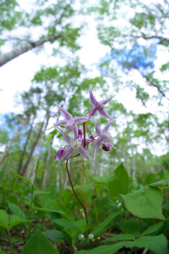 无人,竖图,室外,特写,白天,仰视,草地,草坪,美景,植物,五朵,阴影,朦胧,模糊,盛开,光线,影子,景观,云,云朵,药草,花蕾,云彩,中药,草,花,花瓣,花朵,鲜花,粉色,蓝色,绿色,白云,蓝天,天空,阳光,自然,天,花苞,花蕊,景色,晴朗,自然风光,药材,中草药,中药材,本草,仙灵脾,淫羊藿,晴空,彩图,低角度拍摄