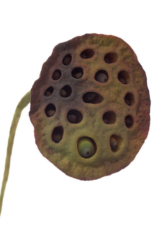 无人,竖图,室内,特写,白天,白色背景,正面,阴影,枯萎,反射,影子,一个,黄色,摄影,莲蓬,影棚,单个,莲蓬子,莲子肉,死亡,枯败,彩图,影棚拍摄,拍摄