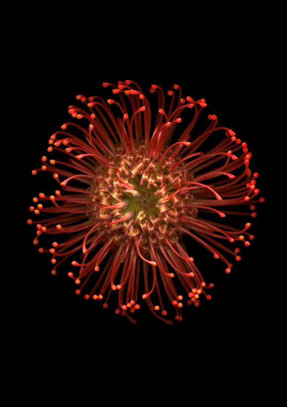 无人,竖图,室内,特写,白天,正面,阴影,黑色背景,盛开,反射,影子,祝福,花蕾,花,花瓣,花朵,鲜花,一朵,红色,黑色,花苞,花蕊,摄影,影棚,针垫花,风轮花,针包花,彩图,影棚拍摄,欢乐,拍摄