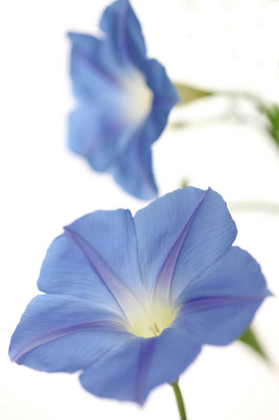 无人,竖图,室内,特写,白天,白色背景,正面,爱情,喇叭花,阴影,盛开,反射,影子,花蕾,花,花瓣,花朵,鲜花,两朵,蓝色,白色,花苞,花蕊,摄影,影棚,虚幻,牵牛,牵牛子,勤娘子,朝颜花,冷静,牵牛花,彩图,影棚拍摄,拍摄,朝颜