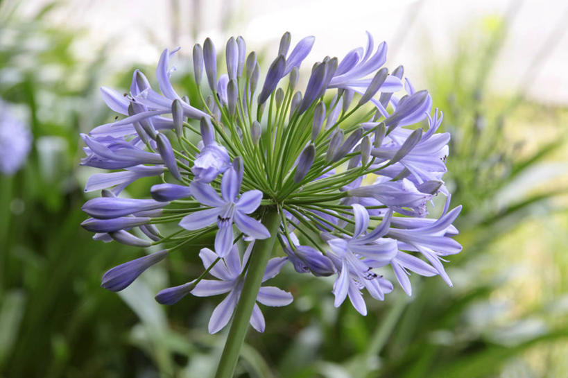 无人,横图,室外,特写,白天,正面,爱情,草地,草坪,美景,植物,许多,阴影,朦胧,模糊,盛开,光线,影子,景观,很多,花蕾,草,花,花瓣,花朵,鲜花,绿色,紫色,阳光,自然,花苞,花蕊,景色,恋爱,百子莲,自然风光,蓝花君子兰,紫花君子兰,紫君子兰,紫穗兰,彩图