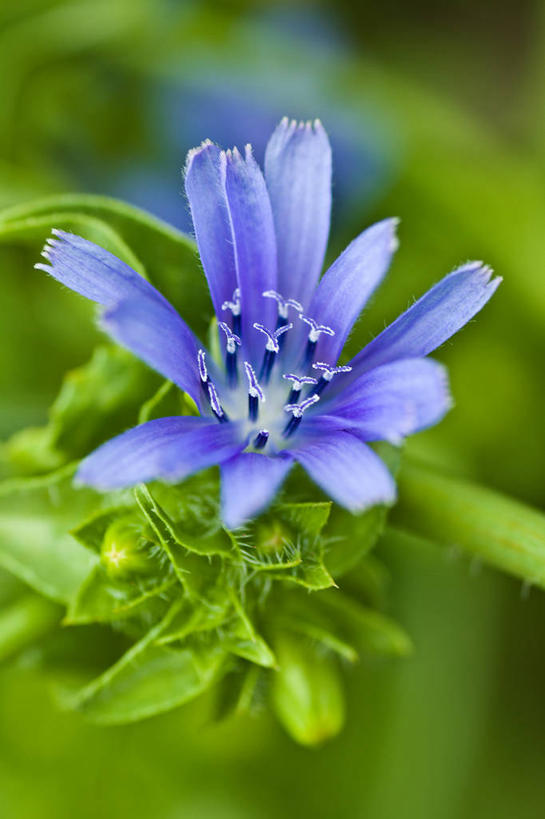 无人,竖图,室外,特写,白天,正面,草地,草坪,美景,植物,阴影,朦胧,模糊,盛开,光线,影子,景观,菊苣,苦菜,花蕾,草,花,花瓣,花朵,鲜花,一朵,绿色,紫色,阳光,自然,花苞,花蕊,景色,苦苣,自然风光,彩图,咖啡草,咖啡萝卜,卡斯尼,明目菜,皱叶苦苣