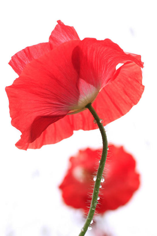 无人,竖图,室内,特写,白天,白色背景,正面,植物,罂粟,阴影,盛开,反射,影子,草药,花蕾,中药,花,花瓣,花朵,鲜花,两朵,红色,白色,花苞,花蕊,摄影,影棚,毒品,药材,中草药,中药材,本草,止痛,镇静,安眠,罂粟花,米囊花,彩图,影棚拍摄,拍摄