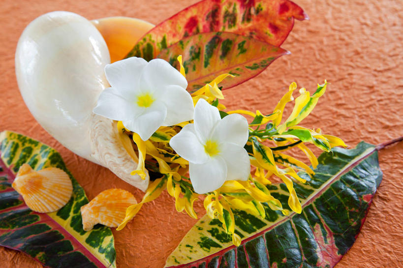 海鲜,无人,横图,俯视,室外,特写,白天,贝壳,叶子,阴影,朦胧,模糊,盛开,光线,影子,泥土,土壤,绿叶,花蕾,水产,海洋生物,赤素馨花,花,花瓣,花朵,鲜花,两朵,黄色,绿色,白色,阳光,花苞,花蕊,嫩叶,水生动物,海产品,贻贝,水生物,红壤,海底动物,缅栀子,蛋黄花,鸡蛋花,缅栀花,海虹,淡菜,壳菜,青口,大季花,印度素馨,叶,叶片,红土,彩图,高角度拍摄