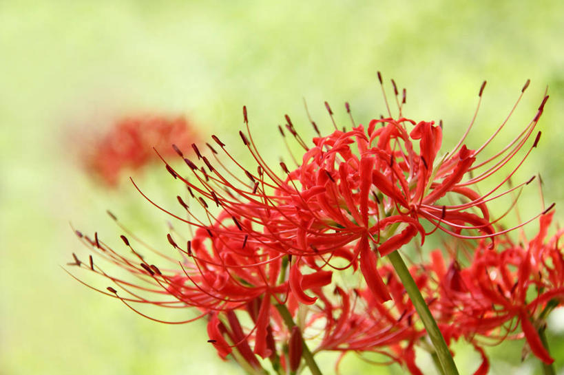 无人,横图,室外,特写,白天,正面,美景,许多,阴影,朦胧,模糊,盛开,光线,影子,景观,彼岸花,曼珠沙华,石蒜,很多,花蕾,花,花瓣,花朵,鲜花,红色,阳光,自然,花苞,花蕊,景色,自然风光,无义草,龙爪花,金灯,赤箭,幽灵花,地狱花,舍子花,彩图,石蒜花,蟑螂花