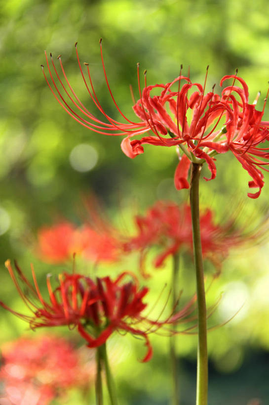 无人,竖图,室外,特写,白天,正面,美景,植物,五朵,阴影,朦胧,模糊,盛开,光线,影子,景观,彼岸花,曼珠沙华,石蒜,花蕾,花,花瓣,花朵,鲜花,树,树木,红色,绿色,阳光,自然,花苞,花蕊,景色,生长,成长,自然风光,无义草,龙爪花,金灯,赤箭,幽灵花,地狱花,舍子花,彩图,石蒜花,蟑螂花