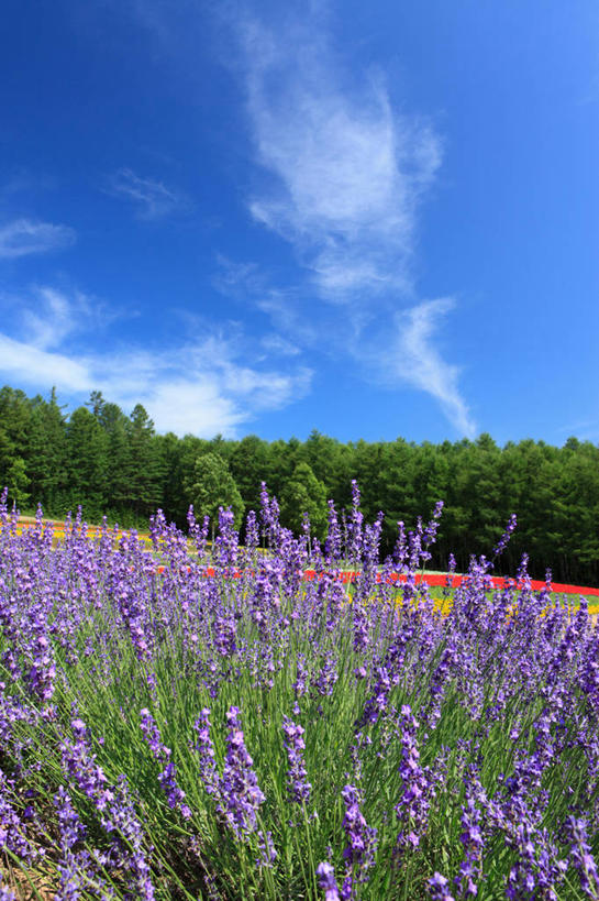 无人,家庭,竖图,室外,白天,正面,爱情,旅游,度假,智慧,草地,草坪,花海,花圃,美景,树林,植物,叶子,北海道,日本,亚洲,许多,阴影,盛开,光线,影子,景观,云,云朵,很多,浪漫,花蕾,云彩,娱乐,草,花,花瓣,花朵,花卉,鲜花,树,树木,蓝色,绿色,紫色,白云,蓝天,天空,阳光,自然,香草,花丛,花束,花田,天,花苞,花蕊,薰衣草,享受,休闲,景色,放松,生长,晴朗,成长,鼠尾草,自然风光,呼吸,东亚,日本国,北海道地方,北海道岛,灵香草,黄香草,理性,奇迹,道北,晴空,彩图,空知郡,上川综合振兴局,振兴局,中富良野町,上川支厅