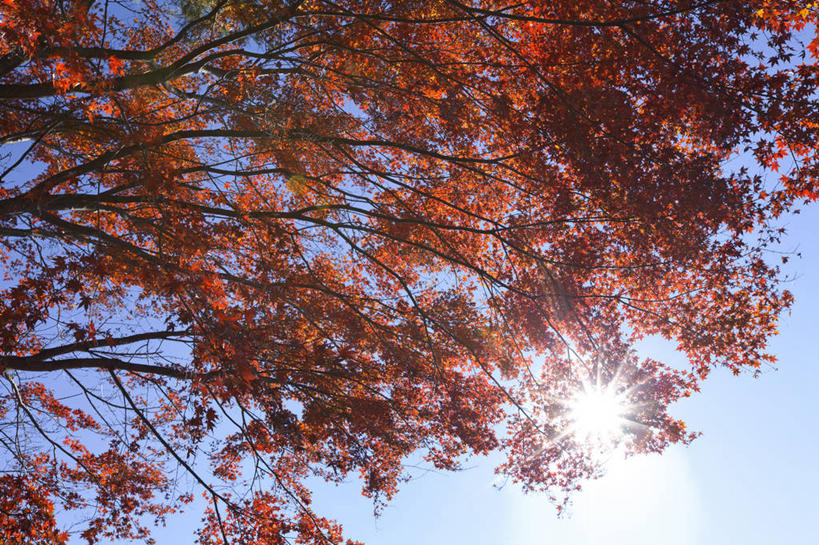 无人,横图,室外,白天,仰视,旅游,度假,美景,秋季,植物,叶子,日本,亚洲,许多,阴影,光线,影子,景观,枯叶,落叶,枝条,很多,娱乐,树,树木,树枝,红色,蓝色,绿色,蓝天,天空,阳光,自然,天,享受,休闲,景色,放松,生长,晴朗,成长,自然风光,东亚,本州,万里无云,关东地方,本州岛,日本国,栃木,栃木县,藤冈町,虬枝,枝杈,叶,叶片,晴空,晴空万里,秋,秋天,彩图,低角度拍摄,镜头光晕,透镜闪耀,眩光,下都贺郡