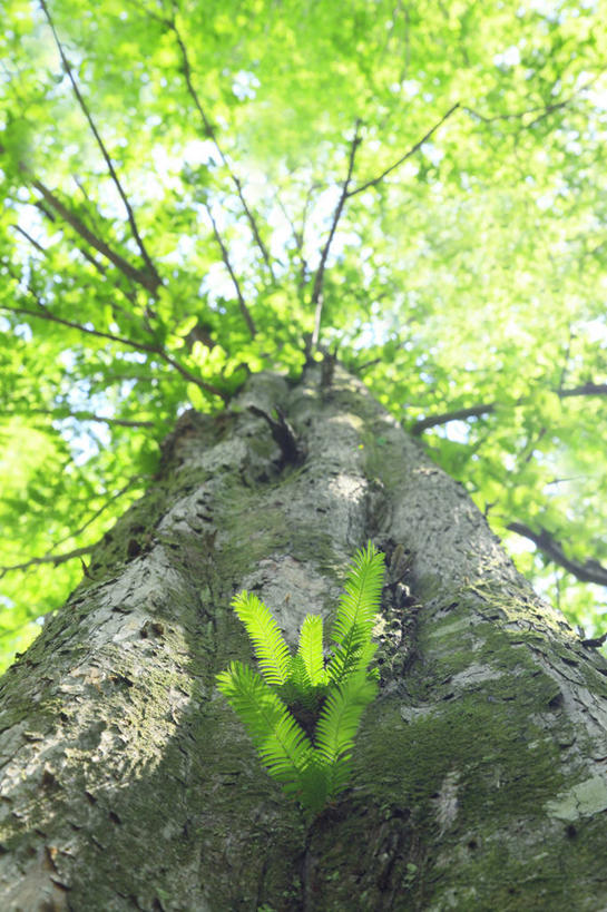 无人,竖图,室外,白天,仰视,旅游,度假,美景,植物,日本,亚洲,阴影,光线,影子,景观,娱乐,树,树木,绿色,阳光,自然,享受,休闲,景色,放松,生长,成长,自然风光,东亚,日本国,红杉,常青红杉,海岸红杉,红杉树,彩图,低角度拍摄