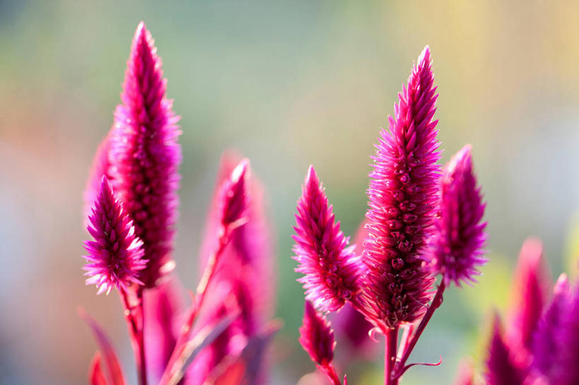 无人,横图,室外,特写,白天,正面,爱情,美景,许多,阴影,朦胧,模糊,盛开,光线,影子,景观,很多,花蕾,花,花瓣,花朵,鲜花,红色,阳光,自然,花苞,花蕊,景色,鸡冠花,自然风光,鸡髻花,老来红,芦花鸡冠,真挚,坚贞,鸡公花,彩图