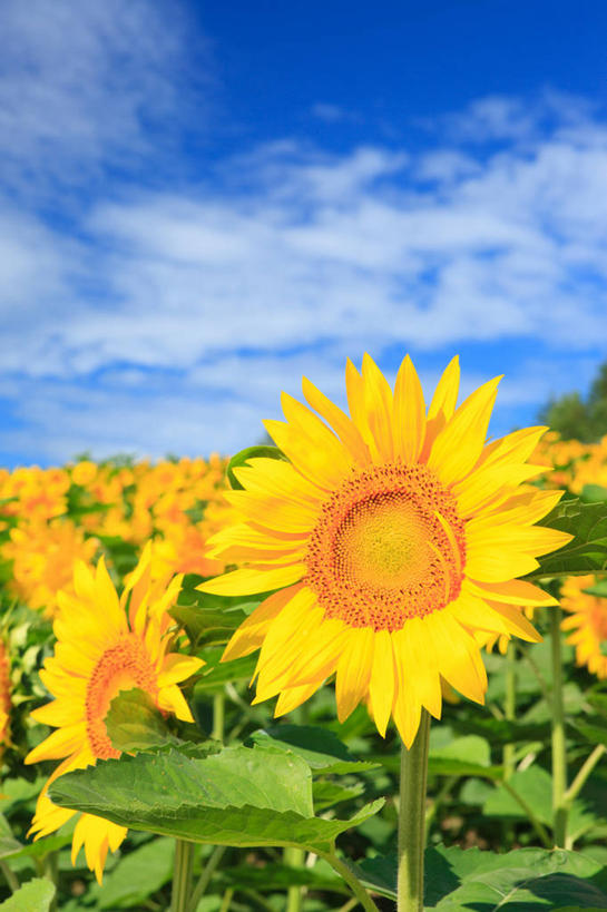 无人,竖图,俯视,室外,特写,白天,爱情,幸福,美景,太阳,向日葵,北海道,日本,亚洲,许多,阴影,朦胧,模糊,盛开,光线,影子,景观,云,云朵,很多,花蕾,云彩,花,花瓣,花朵,鲜花,黄色,蓝色,白云,蓝天,天空,阳光,自然,天,花苞,花蕊,景色,晴朗,自然风光,光辉,东亚,沉默,忠诚,日本国,北海道地方,北海道岛,勇敢,投缘,爱慕,道北,高傲,朝阳花,葵花,望日莲,向阳花,转日莲,晴空,彩图,高角度拍摄,空知郡,上川综合振兴局,振兴局,中富良野町,上川支厅