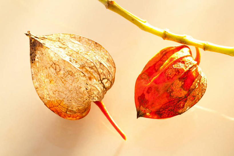 无人,横图,室内,特写,白天,正面,美景,水果,阴影,朦胧,模糊,新鲜,光线,影子,景观,生食,食品,果实,枝条,树枝,食物,两个,黄色,红色,阳光,自然,景色,有机食品,绿色食品,自然风光,金灯,虬枝,枝杈,挂金灯,红姑娘,锦灯笼,酸浆,泡泡草,彩图